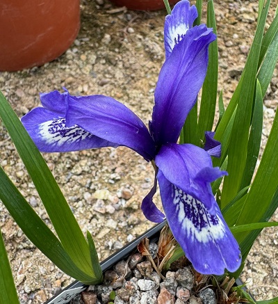 Iris ruthenica nana